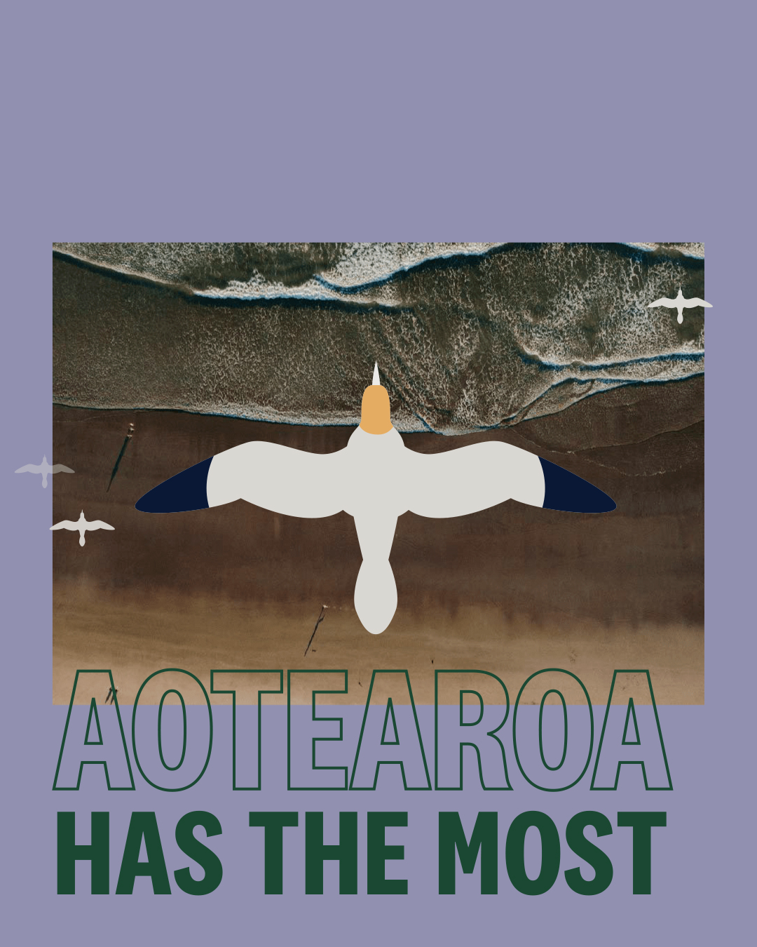 Aotearoa has the most resident seabird species in the world. 83 of the 370 call NZ home.
